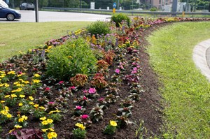 Aiuole fiorite 2019 1 016.JPG