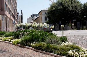 Aiuole Bertossi 028.jpg