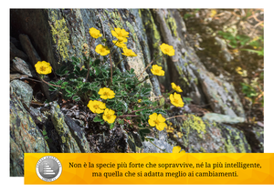 cartolina fronte.png