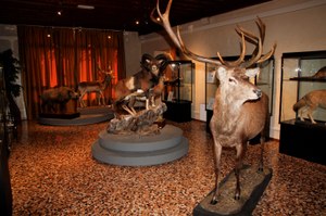 Museo storia naturale Collezioni A025.jpg